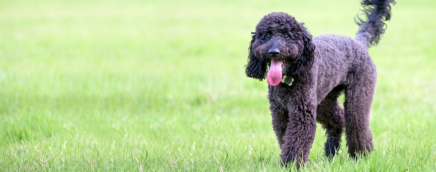 West Virginia Dog Names Popular Male and Female Names Wag!